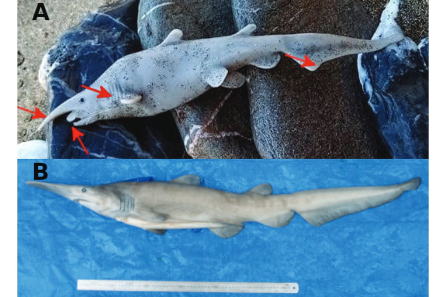 Un supuesto espécimen de tiburón duende, arriba, y un espécimen de tiburón duende verificado, abajo.