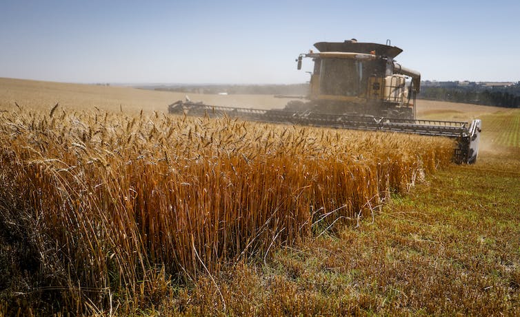 Una cosechadora cosechando una cosecha de trigo en un campo.