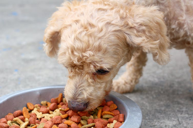 Un perro comiendo comida seca.