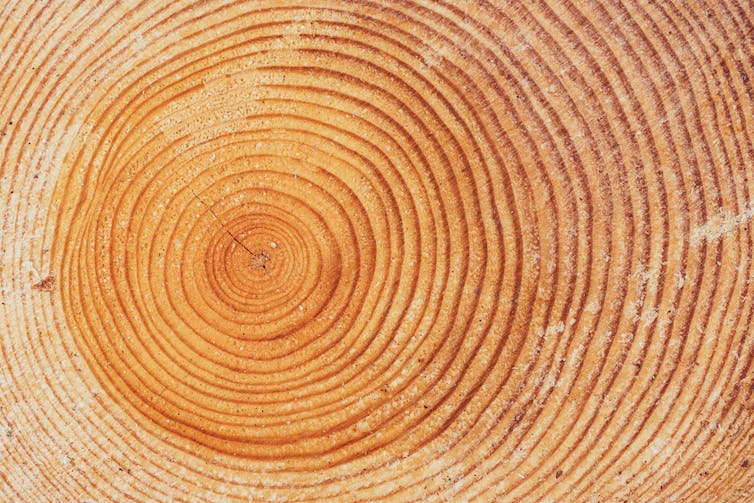 Gran trozo circular de corte de madera con patrón de textura de anillo de árbol y grietas, primer plano