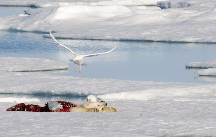 Las aves marinas se alimentan de los restos de un oso polar muerto.