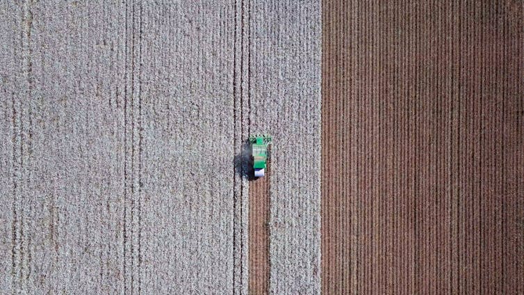 Una vista aérea de una máquina recogiendo algodón en un campo.