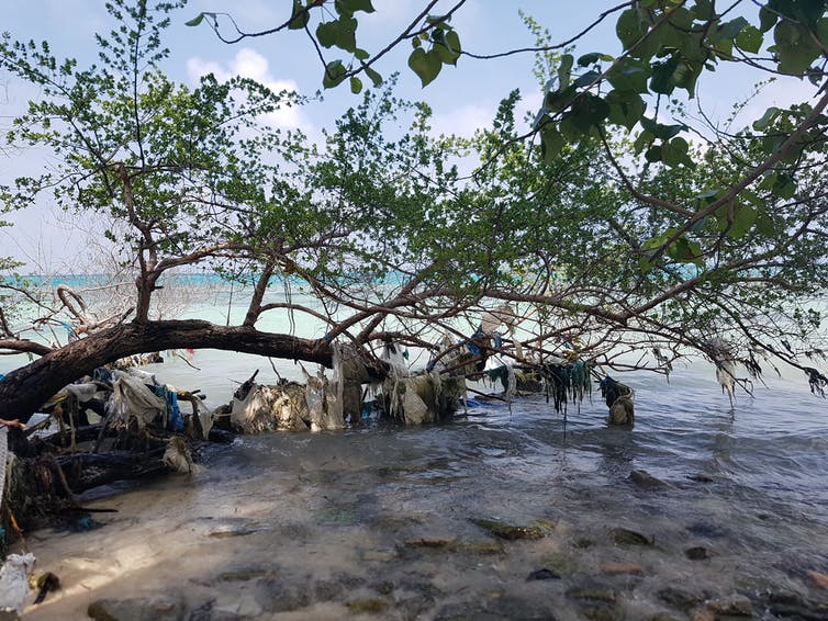 Un árbol de mangle con bolsas de plástico colgando de las ramas.