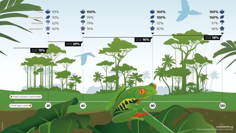Diagrama que muestra cómo los bosques regenerados recuperan su función con el tiempo.