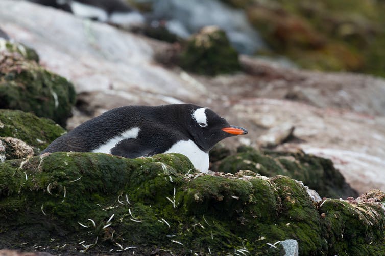 Pingüino sentado en musgo