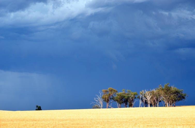 tormenta a través del campo de trigo