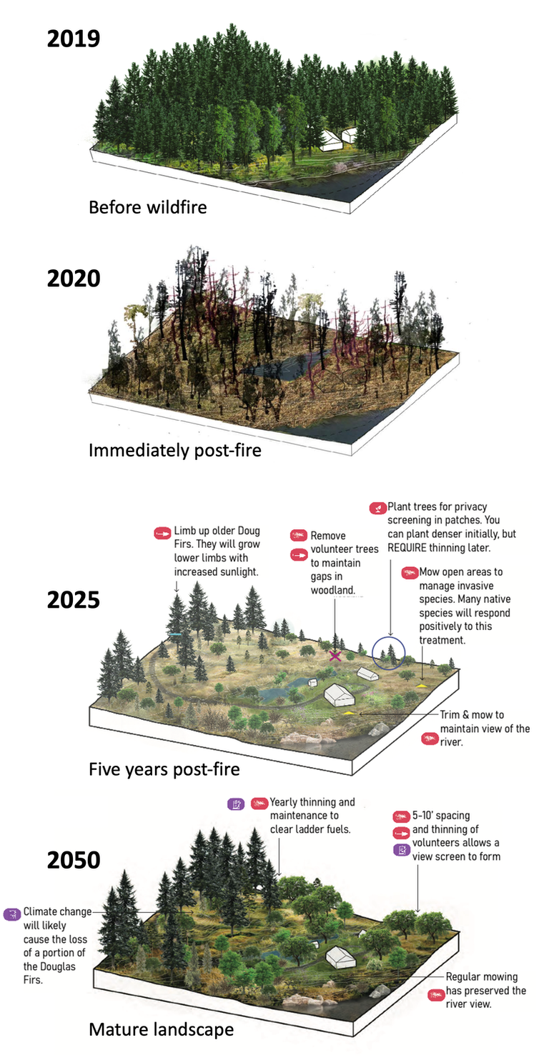 Cuatro ilustraciones de paisajes post-incendio en 2020, 2025 y 2050