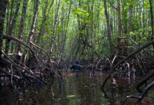 Un hombre camina en el agua en las raíces de un manglar