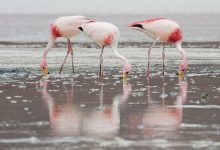 800px James_flamingos_mc