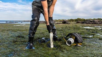 Los científicos toman muestras de sedimentos en lechos de pastos marinos