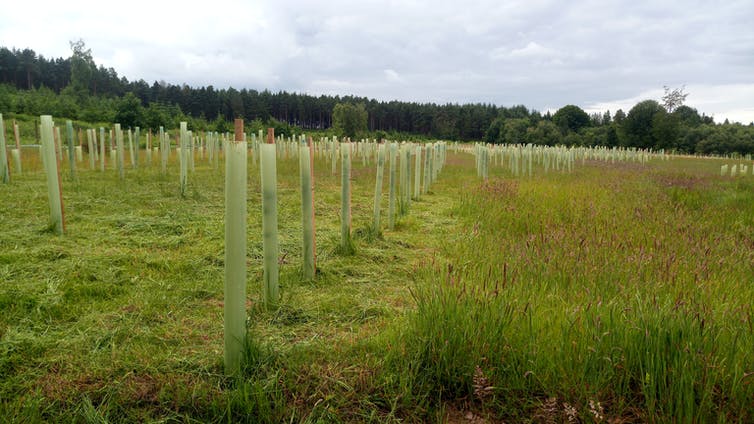 Filas de árboles recién plantados en un campo