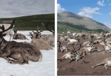 Izquierda: Salón de renos sobre hielo; Derecha: Salón de renos en suelo descubierto