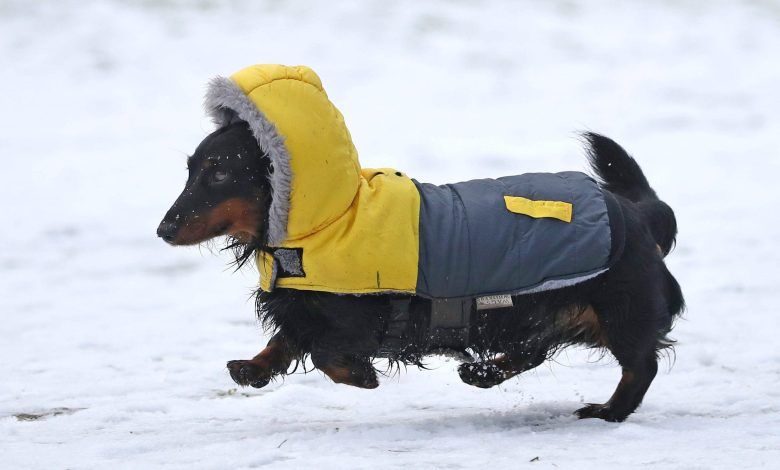 Los perros tienen una mayor tolerancia al frío... pero hay un límite superior