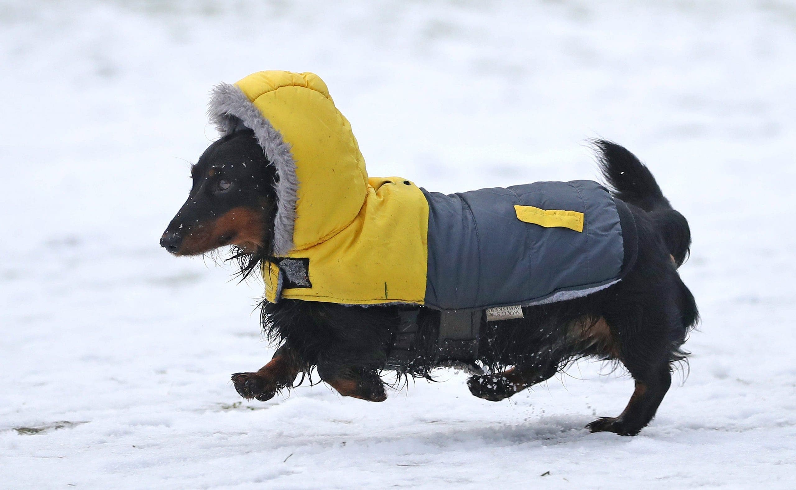 Los perros tienen una mayor tolerancia al frío... pero hay un límite superior