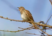 Nightingale canta en la rama