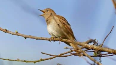 Nightingale canta en la rama