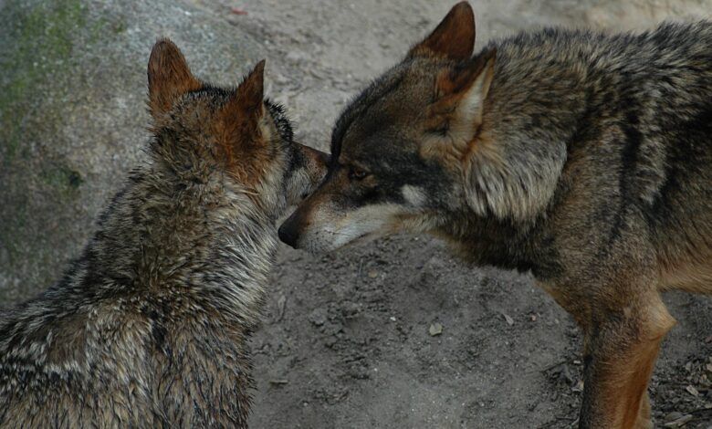 lobo ibérico salvaje