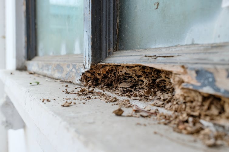 Marco de ventana de madera descompuesto por termitas.