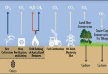 Gráficos de fuentes y sumideros de gases de efecto invernadero agrícolas.