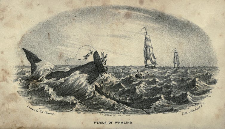 Ilustración en blanco y negro de una ballena atacando a una persona en un bote pequeño.