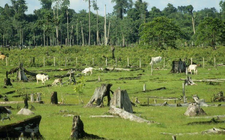 Las vacas pastan en pastos llenos de tocones de árboles