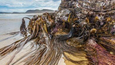Bull kelp se aferra a las rocas de la playa