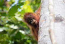 Un bebé orangután asoma la cabeza por detrás de un árbol en la selva tropical de Borneo.