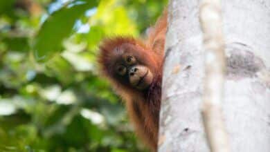 Un bebé orangután asoma la cabeza por detrás de un árbol en la selva tropical de Borneo.