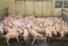 Qué pasará con el bienestar animal en 2022 (foto ilustrativa de una granja de cerdos...