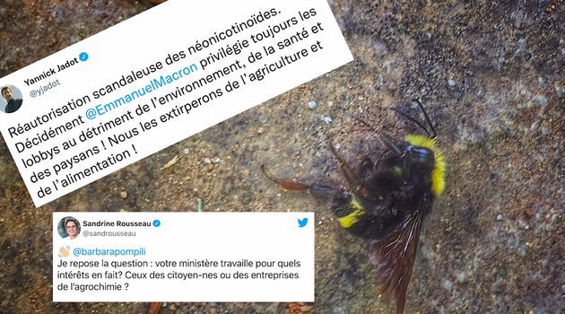 ¿Se permiten de nuevo los neonicotinoides que matan abejas?los estudiantes de primaria son