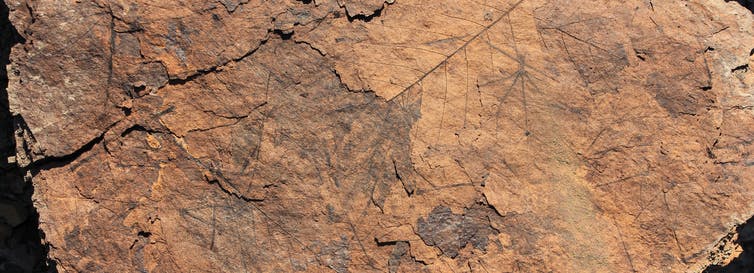 Capas de hojas fósiles