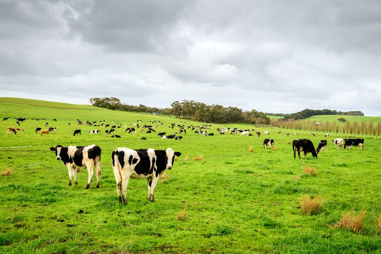 vacas en campo verde