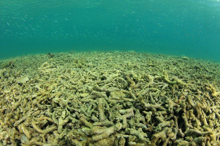 Un campo submarino de escombros de coral cubiertos de algas.