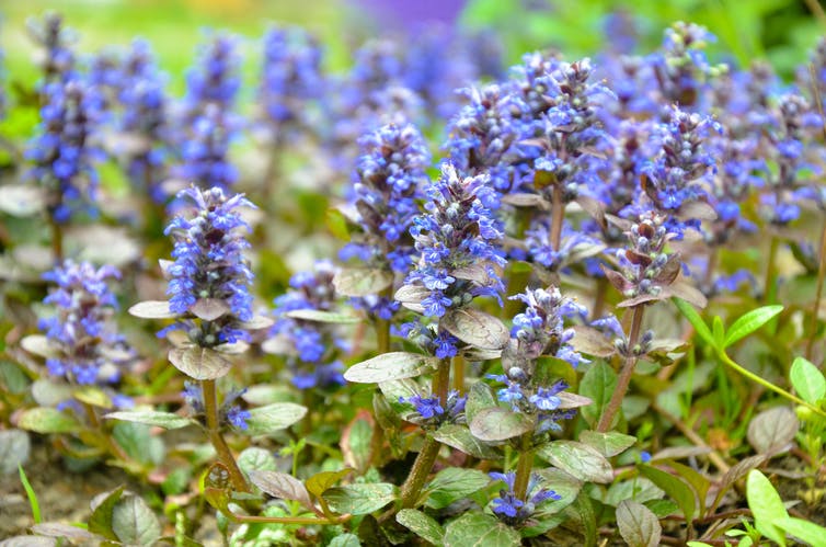 Un arbusto con flores de color azul brillante.