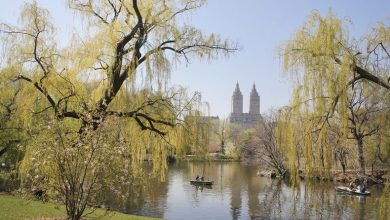 El Central Park de Nueva York se convierte en un laboratorio climático viviente