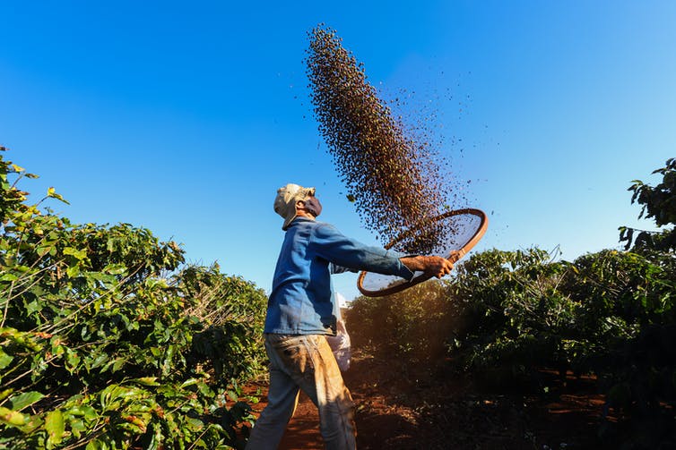 Hombre arroja granos de café en una plantación