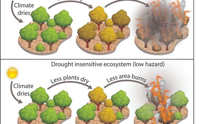 Ilustración que muestra cómo las plantas más secas provocan más incendios.