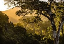 El estudio forestal informa que 'faltan' 26 millones de hectáreas de bosque, según un análisis