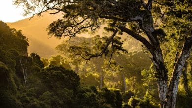 El estudio forestal informa que 'faltan' 26 millones de hectáreas de bosque, según un análisis