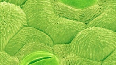 Imagen microscópica que muestra estomas en hojas de plantas.