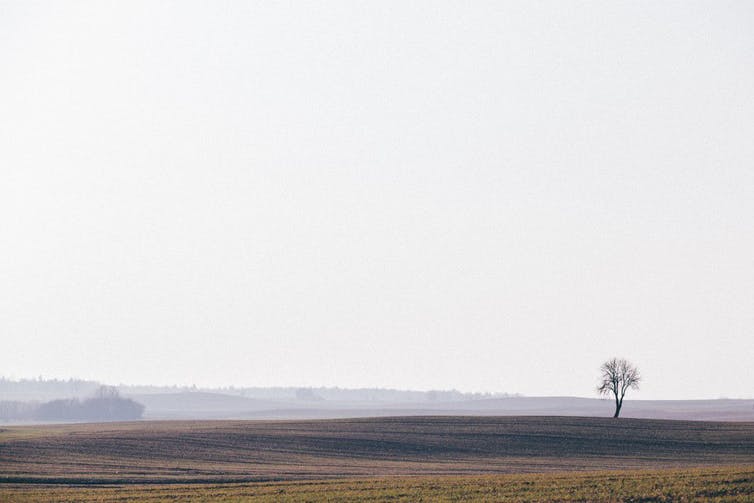 Un solo árbol bajo un cielo blanco