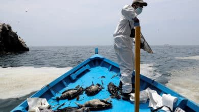 Las aves marinas siguen muriendo mientras se trabaja en la limpieza del derrame de petróleo en Perú - Wire Science