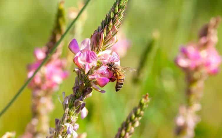 abeja en flor rosa