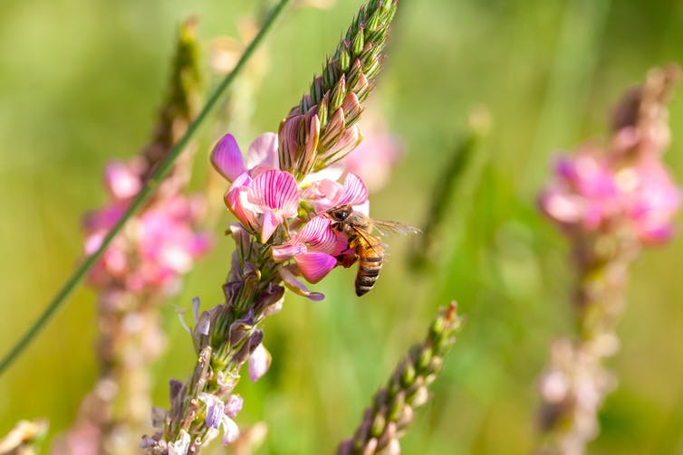 abeja en flor rosa