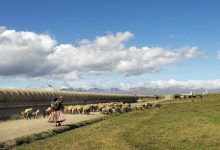 Un pastor lleva ovejas por un camino junto a una gran tubería de agua con montañas al fondo.