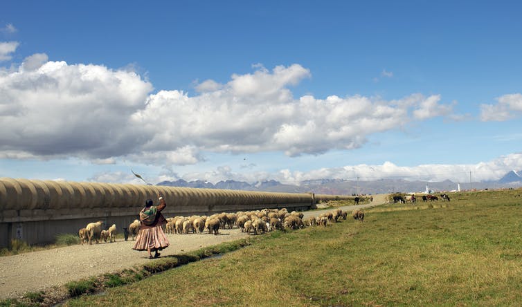 Un pastor lleva ovejas por un camino junto a una gran tubería de agua con montañas al fondo.