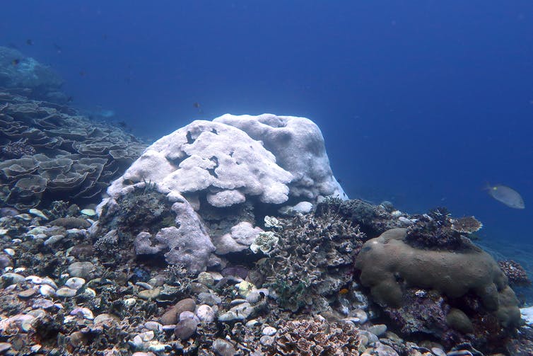 Un coral de roca en un arrecife que se ha blanqueado.