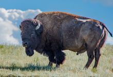 Un bisonte se encuentra en una colina cubierta de hierba