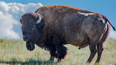 Un bisonte se encuentra en una colina cubierta de hierba