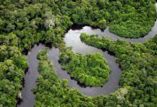 La tierra de la selva amazónica a la venta en Facebook se lleva a cabo